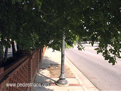 Narrow space and low branches, Augusta